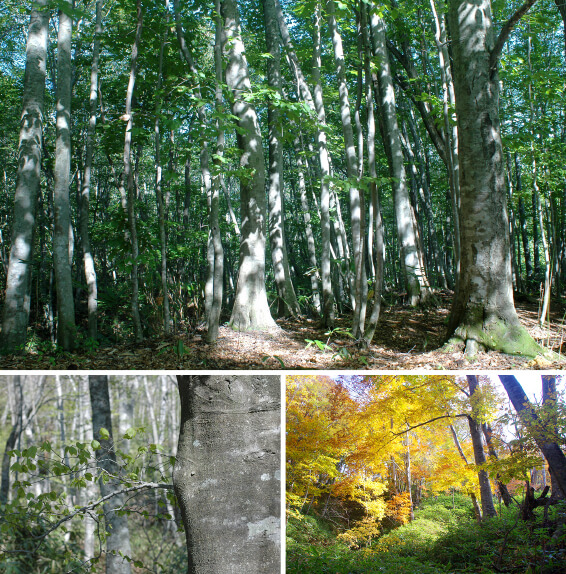 四季のブナ林ガイドウォーク 写真